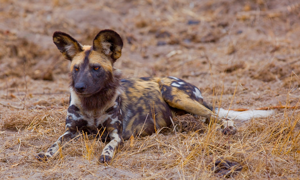 African Wild Dog