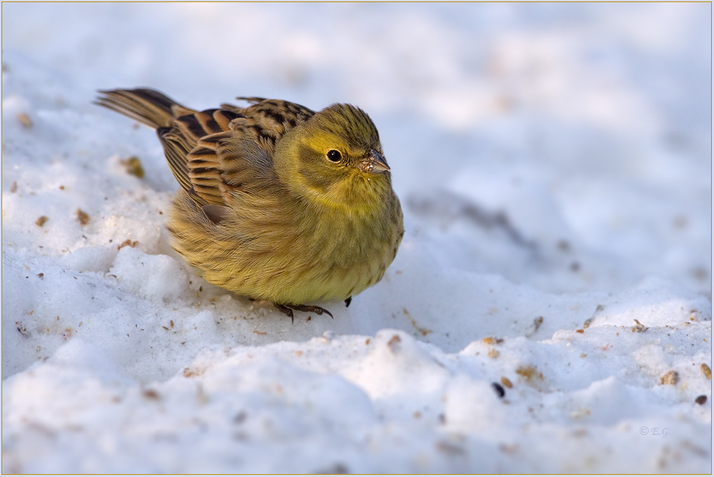 „Goldammer-♀ im Schnee“