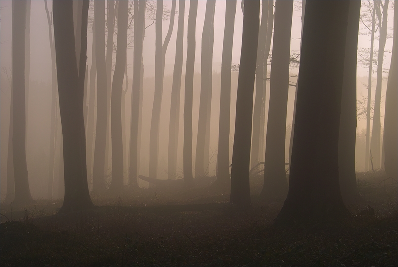 Sonnenuntergang und Nebel im Winterwald