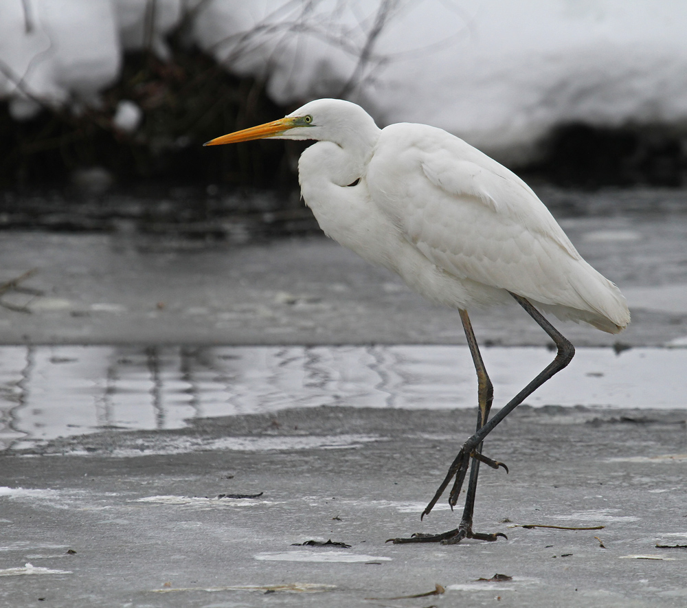 Schreitvogel