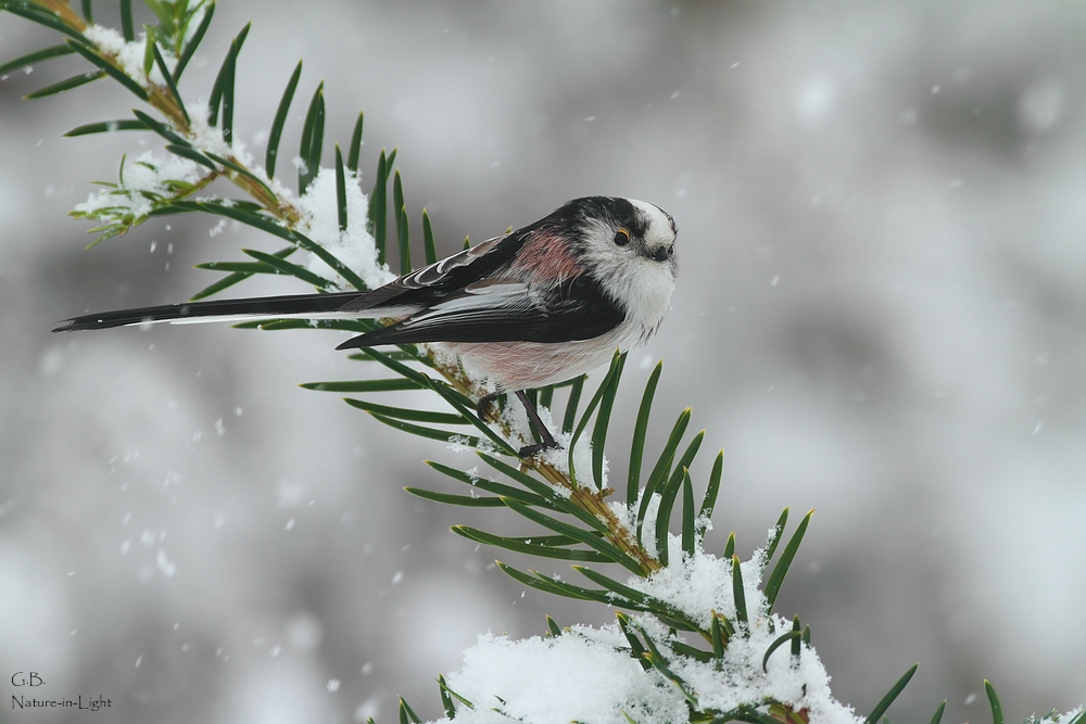 Schnee ohne Ende