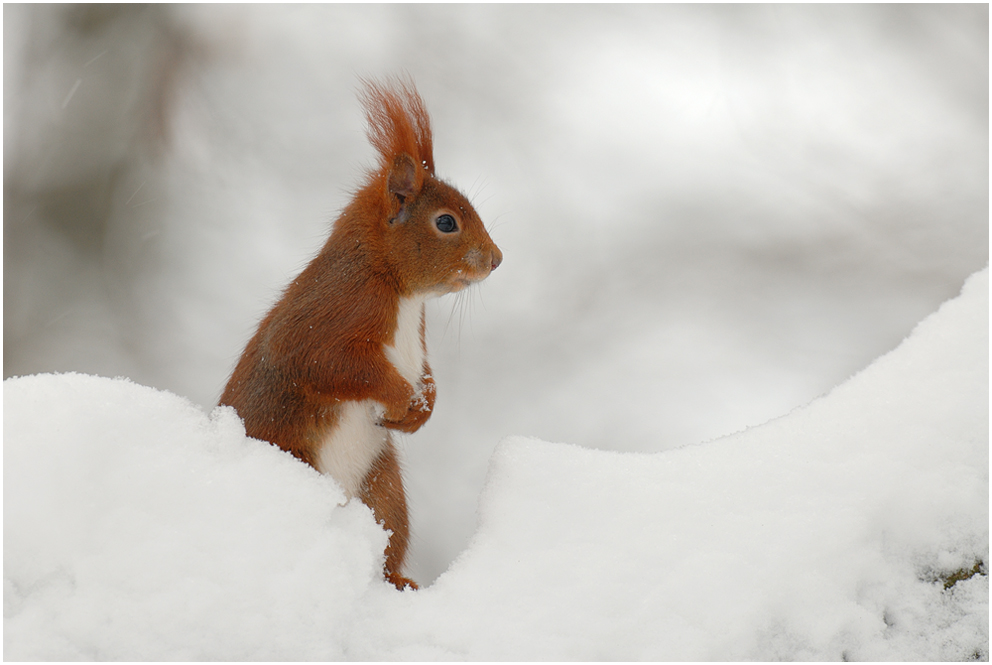 Schneehörnchen