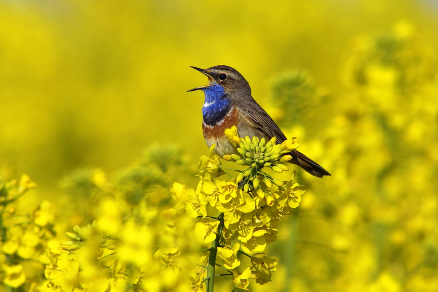 Blaukehlchen