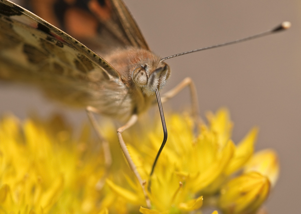 Distelfalter Frontal