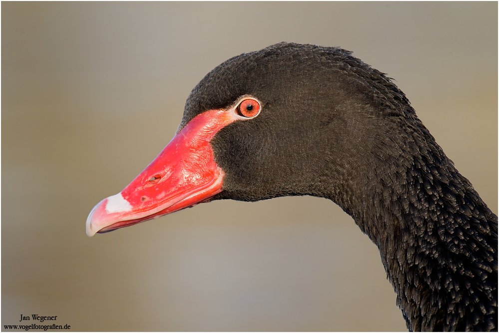 Trauerschwan (Cygnus atratus)