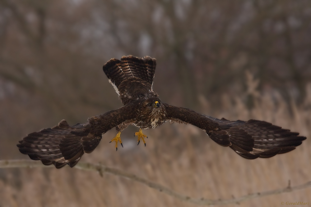 Mäusebussard