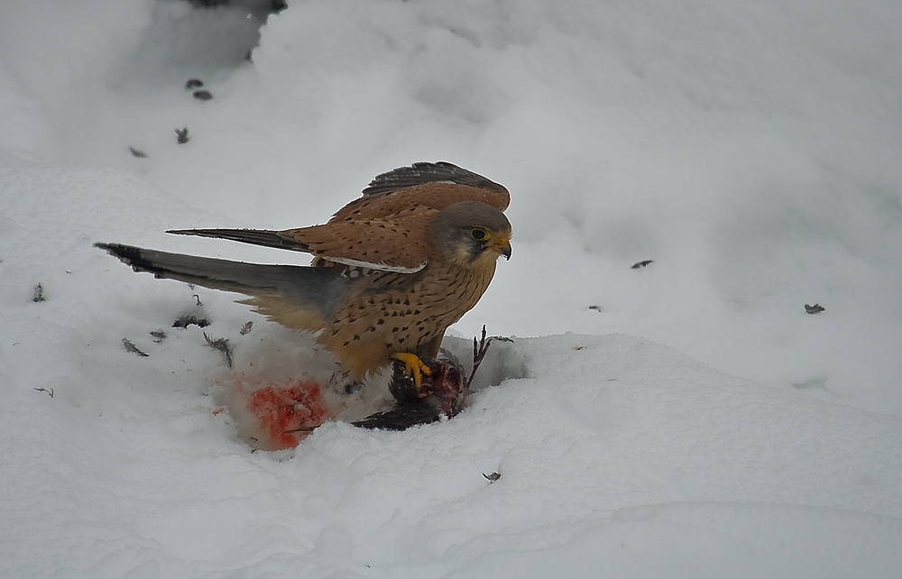 Turmfalke