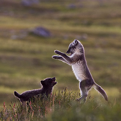Polarfuchs