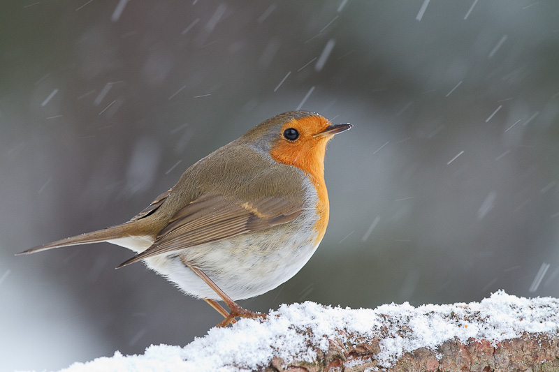 Rotkehlchen im Winter