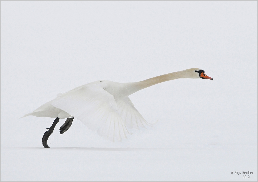 *White*