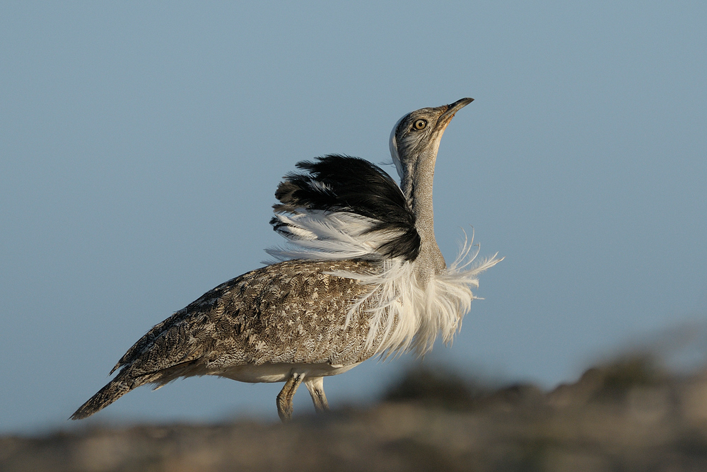 Chlamydotis undulata fuertaventurae