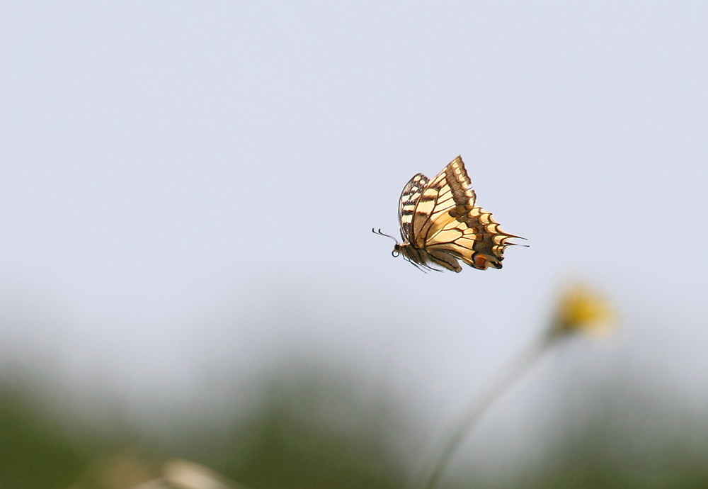 Schwalbenschwanz (Papilio machaon)