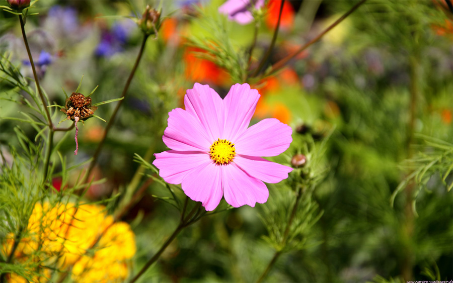 Cosmea