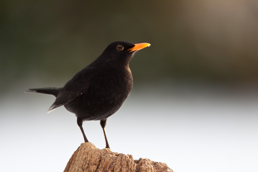 Amsel ♂ (Turdus merula)