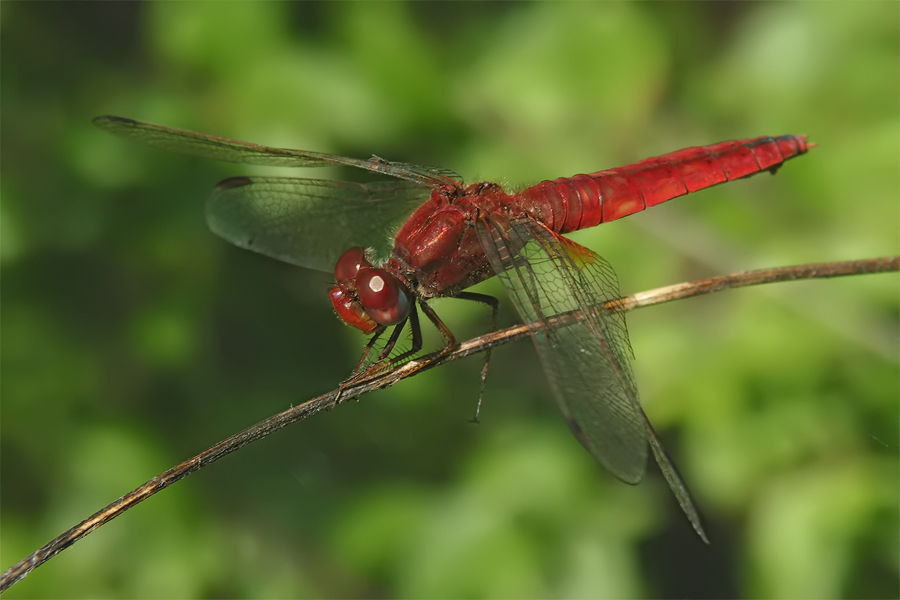 Feuerlibelle