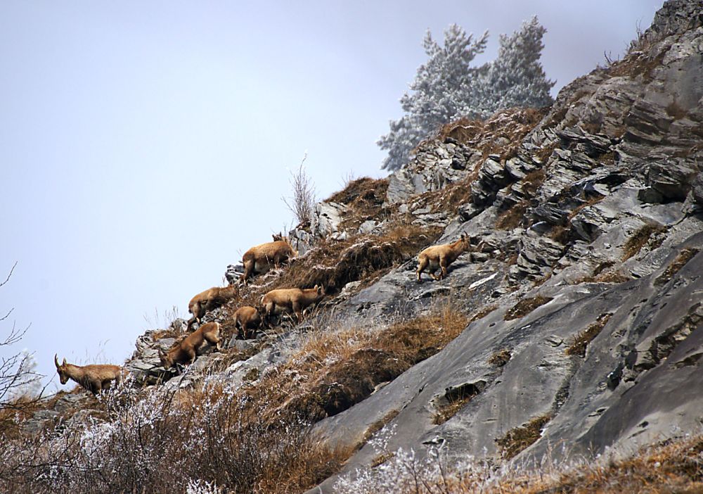 Steinwildfamilie im Rauhreif