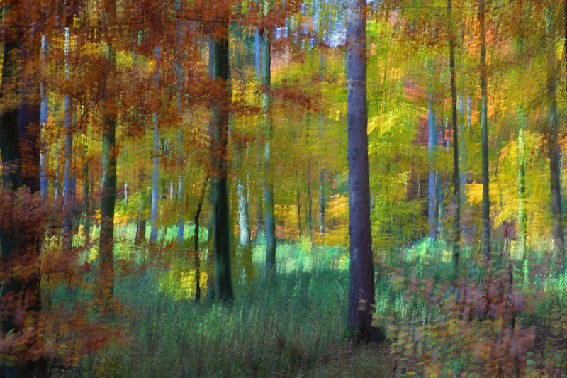 Herbstwald