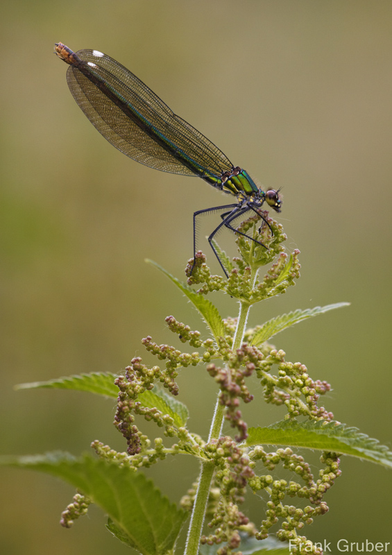 Blauflügellibelle Weibchen