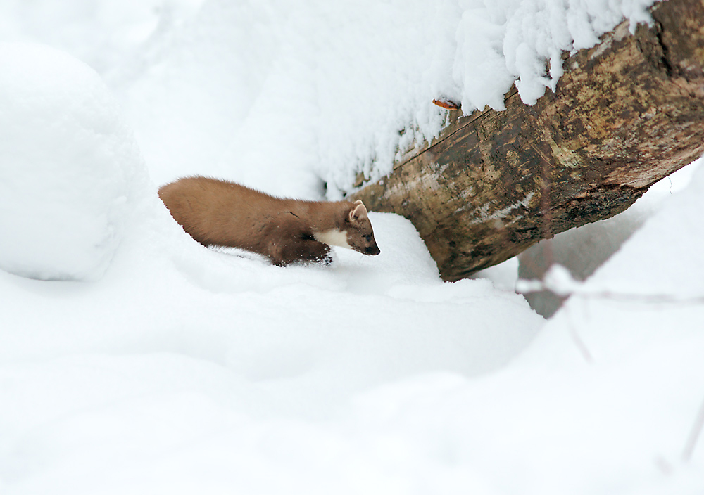 Baummarder