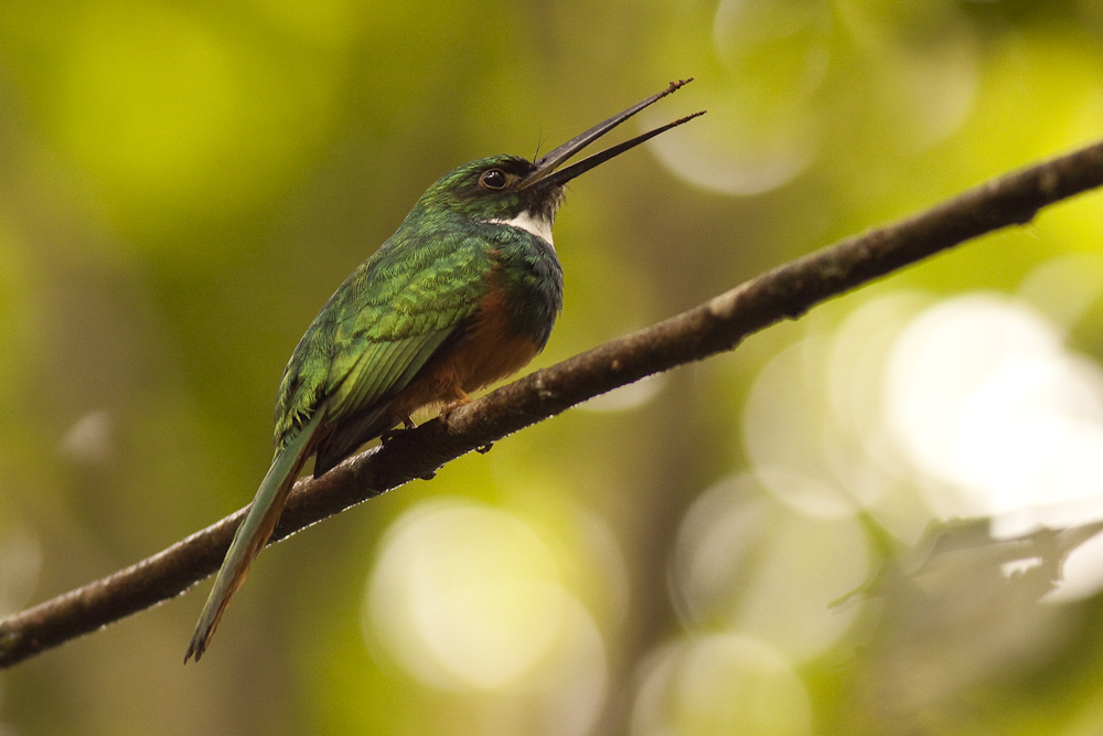 rufous-tailed Jacamar