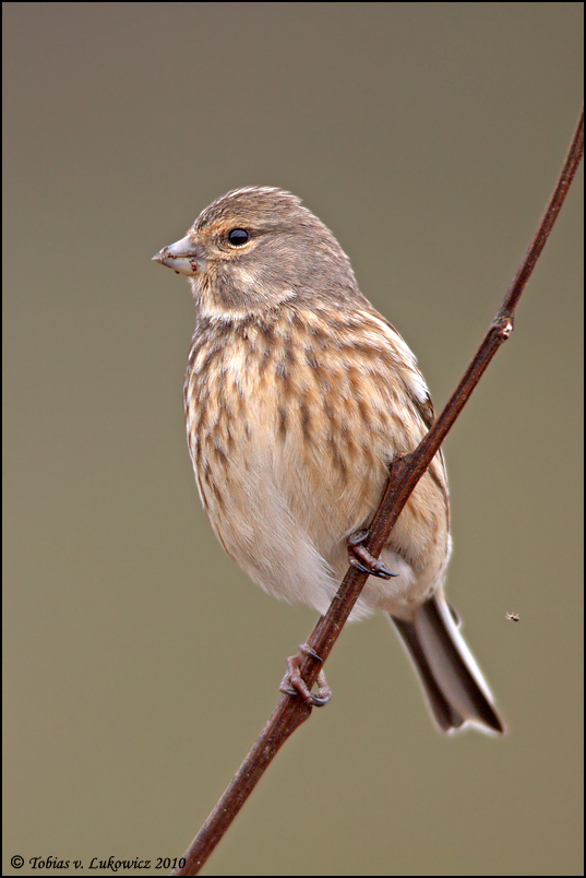 Vogelspinne???