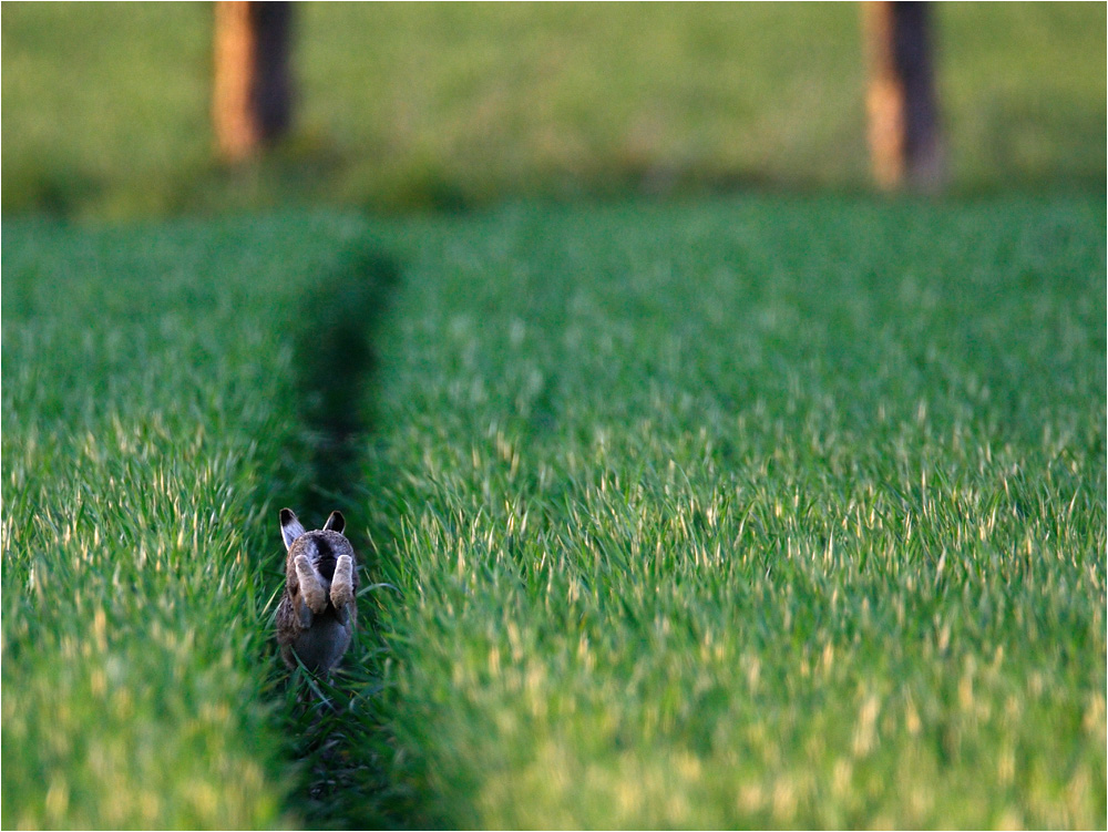 Зайчики дорожке траве и солнечные по бегут. Заяц на тропинке. Заяц бежит. Заяц бежит по тропинке. Заяц бегающий по тропе.