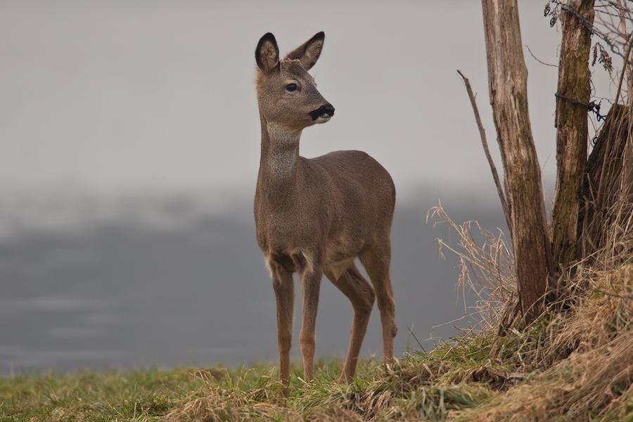 Reh (Capreolus capreolus)....