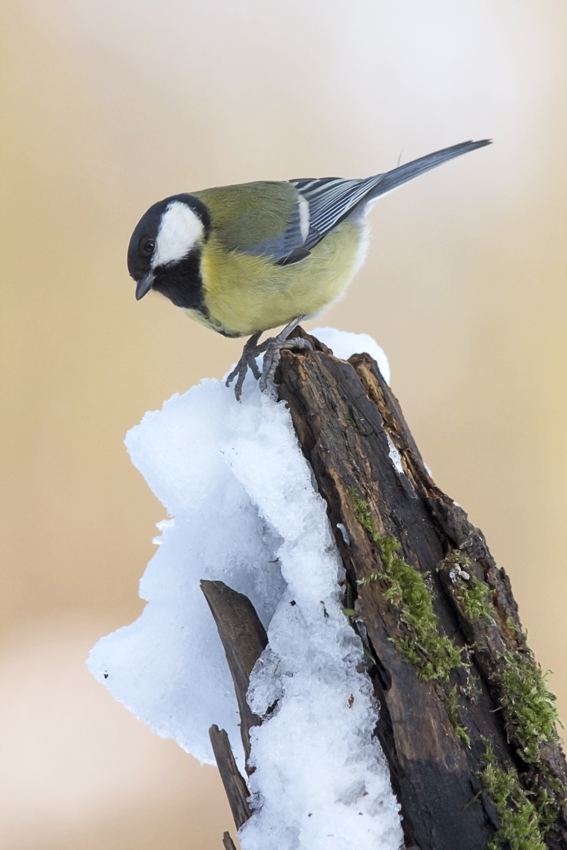 "Farben desWinters", 3...
