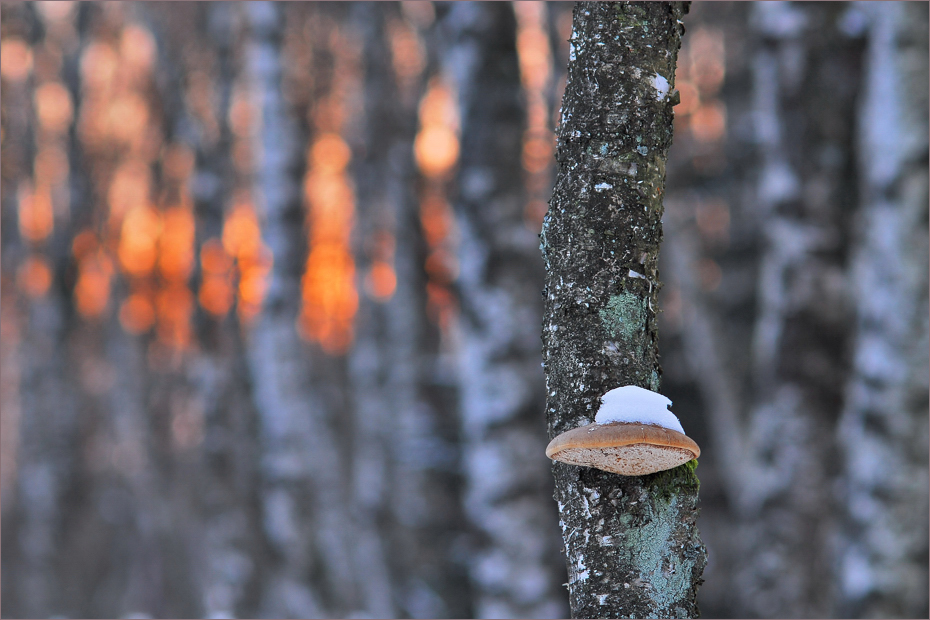 ~ Winterabend im Moosbirkenwald ~