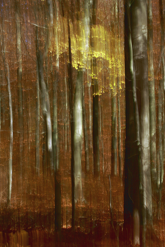 Leuchten im Wald