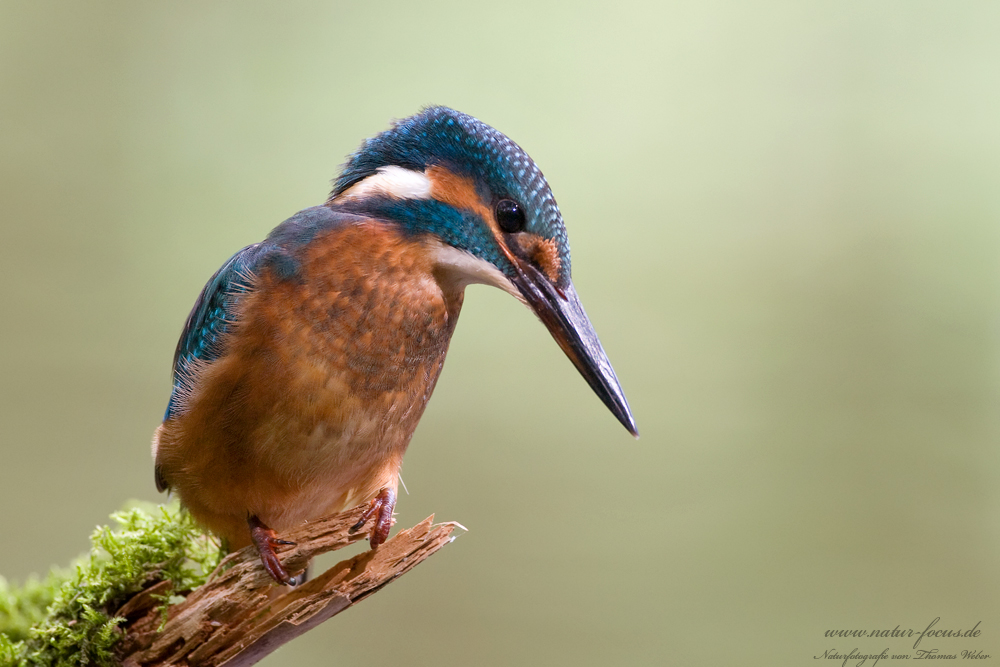 Eisvogel (Alcedo atthis)