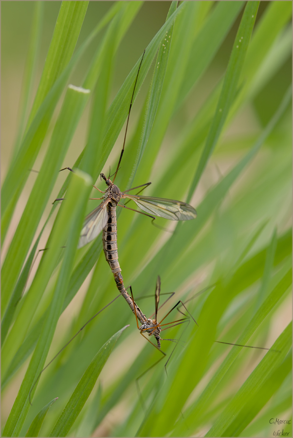 Tipula oleracea
