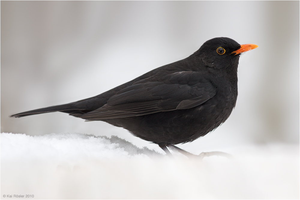 Amsel im Schnee