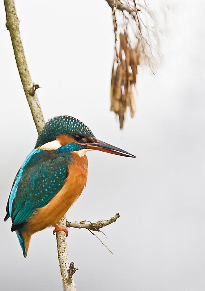 Eisvogel auf Jagdansitz