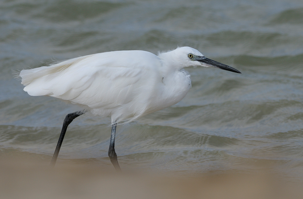 Strandläufer