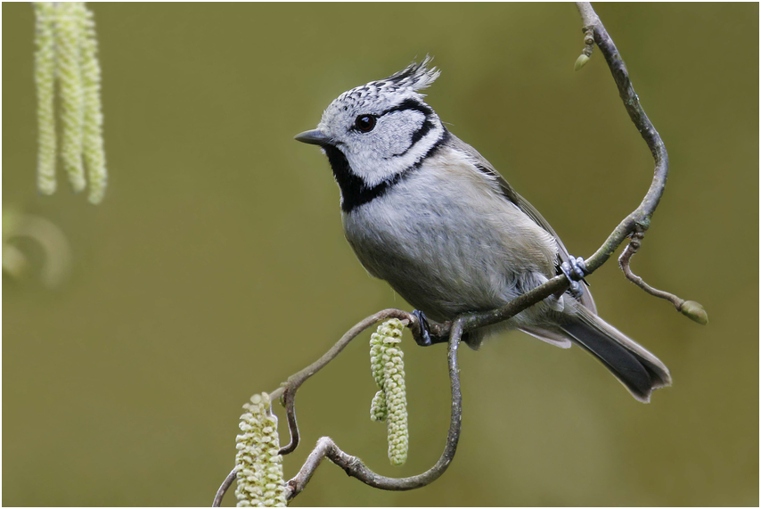 Haubenmeise Parus cristatus