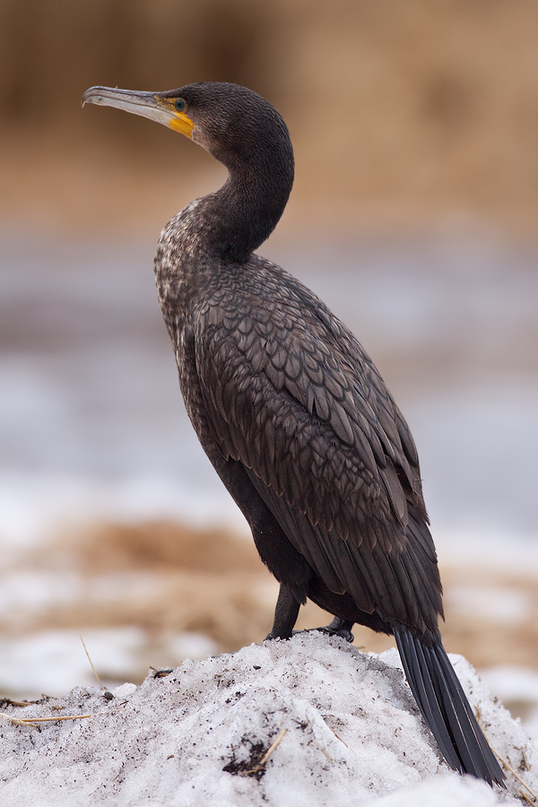 junger Kormoran-(Phalacrocorax-carbo) II