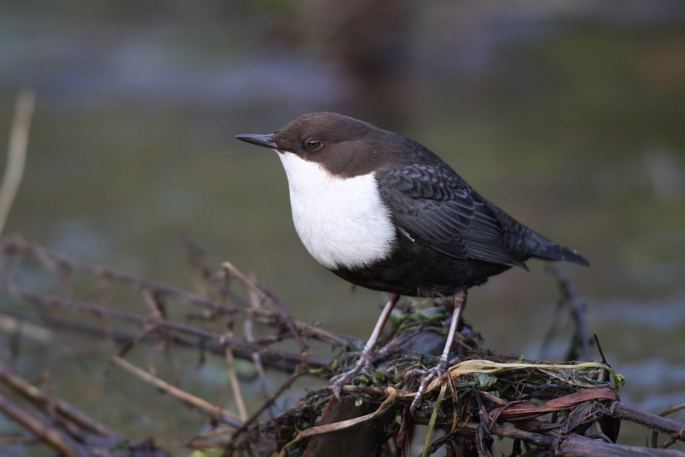 Wasseramsel