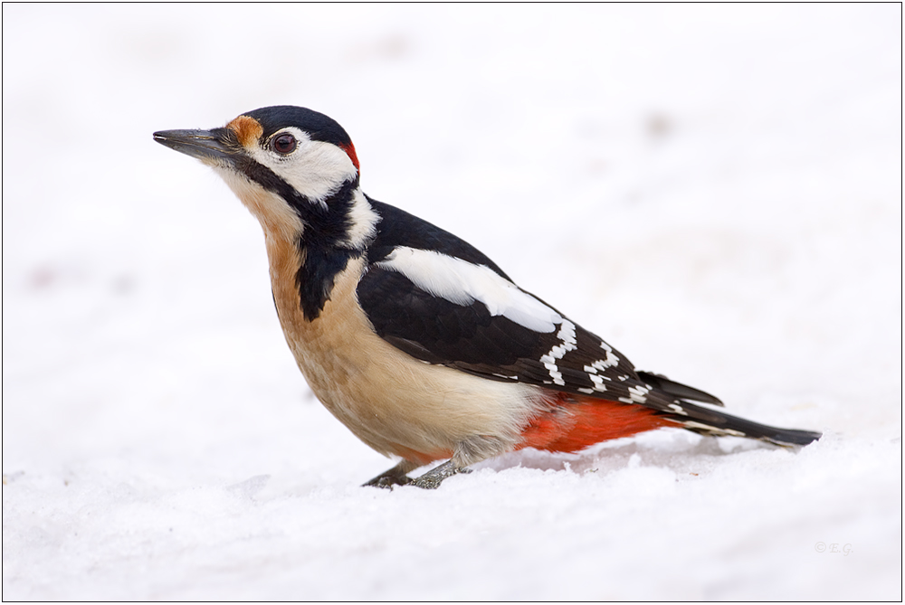 „Herr Specht im Schnee“