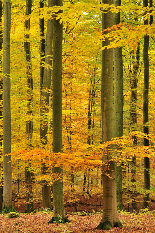 Im  Herbstwald