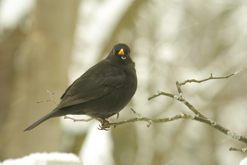 Amsel im Schnee