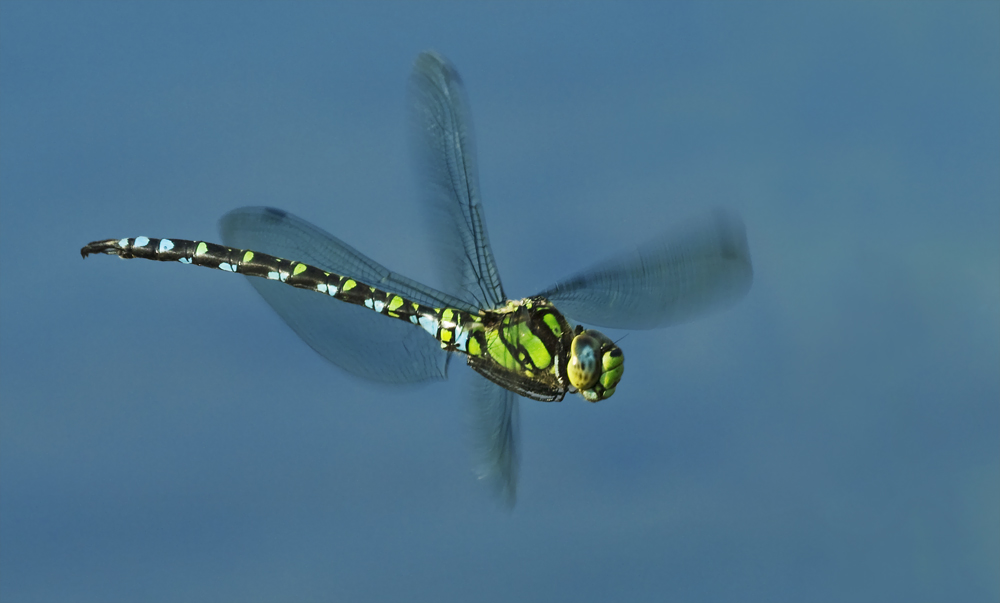 Blaugrüne Mosaikjungfer (Aeshna cyanea)