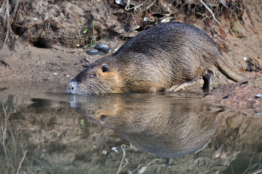 Nutria