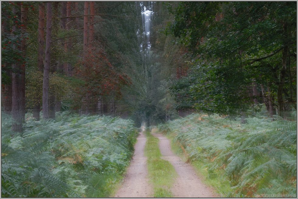 dem Licht entgegen... Darsswald *Wieck*