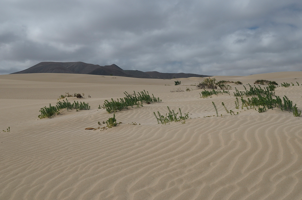 Fuerteventura II