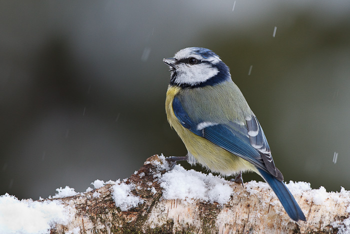Blaumeise