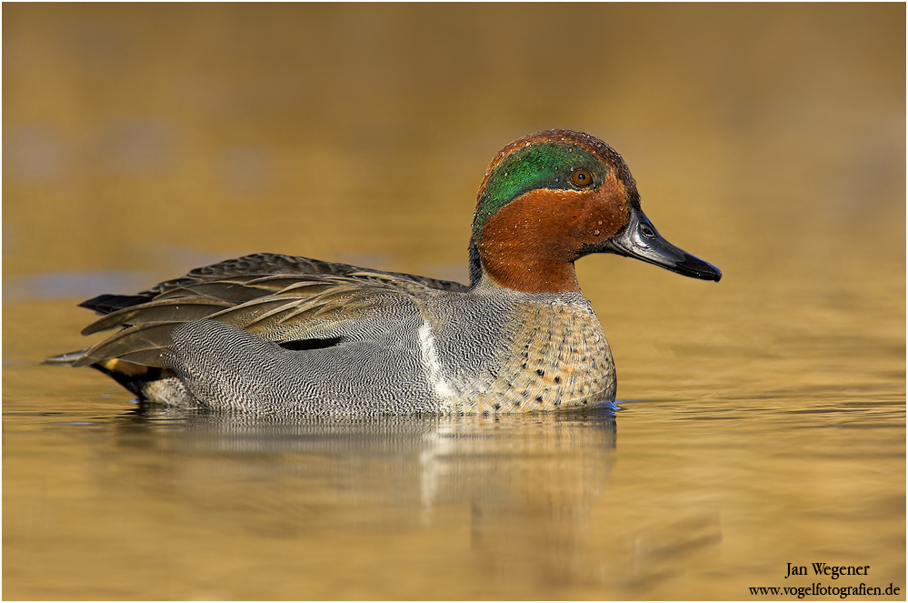 Amerikanische Krickente (Anas carolinensis)