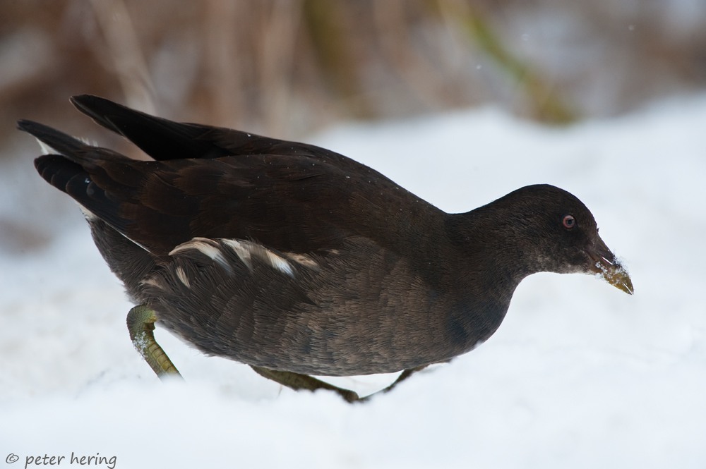 Teichhuhn im Schnee