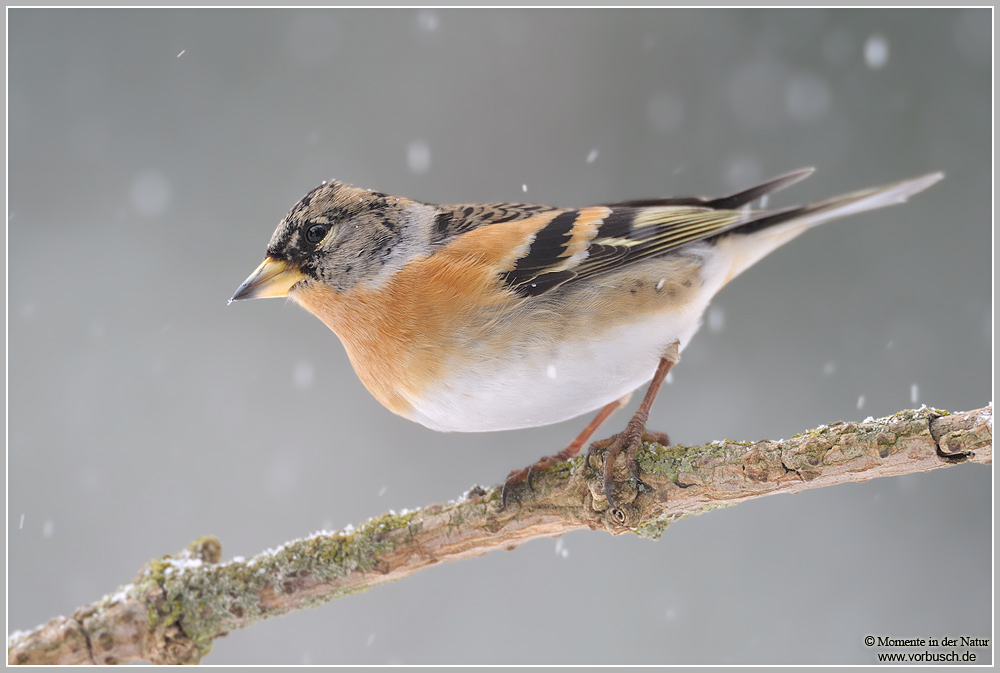 Bergfink (Fringilla montifringilla)