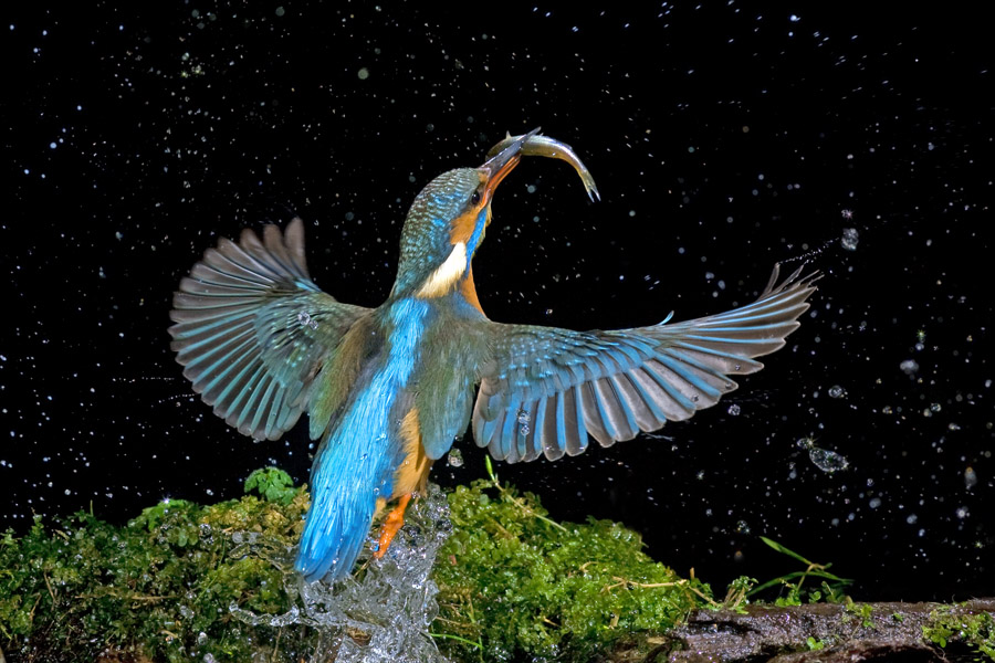 Eisvogel